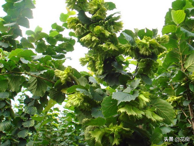 榛子树如何剪枝榛子结果多,哪种榛子树高产