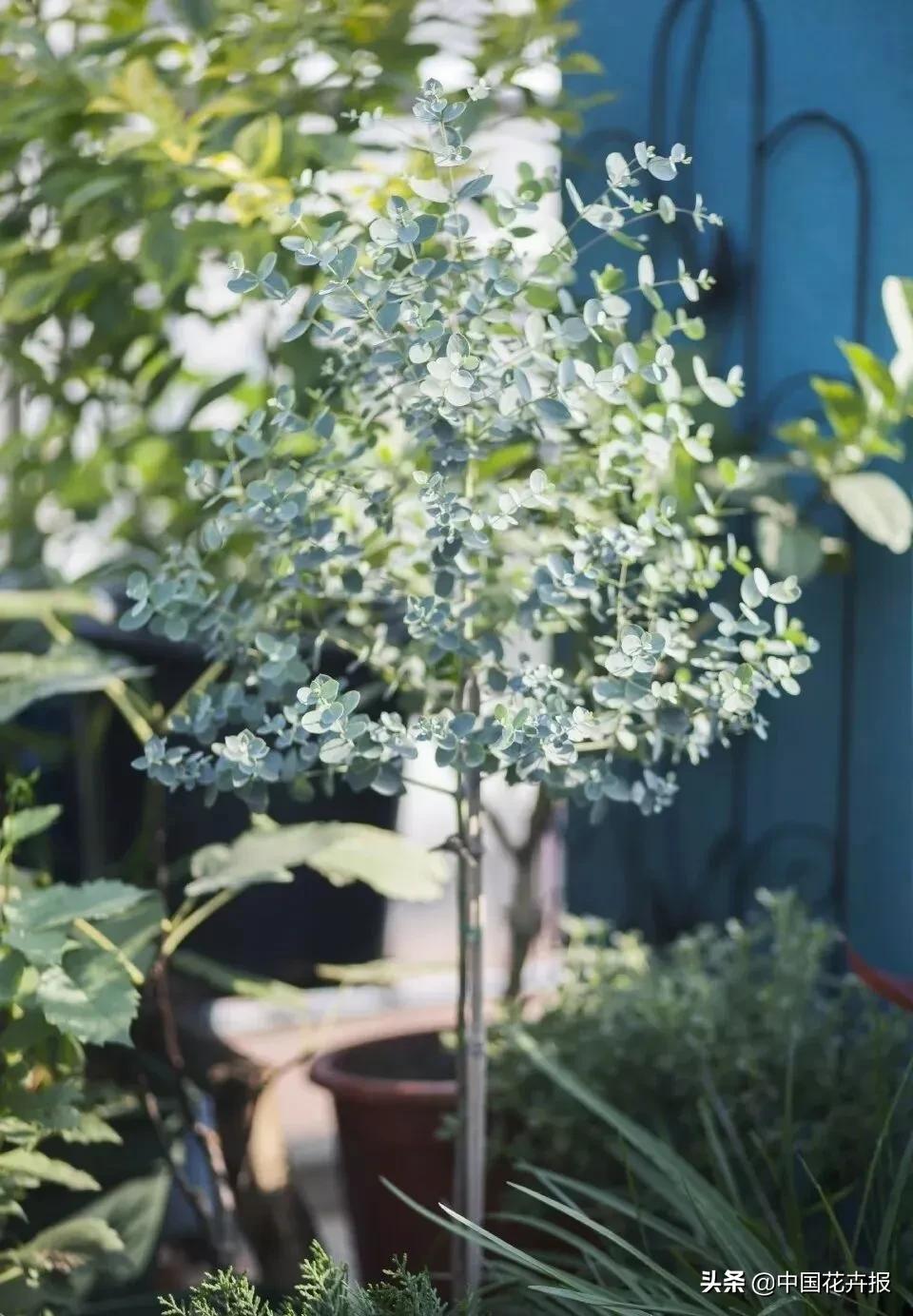 什么色系的花好看,6种颜色的花代表什么