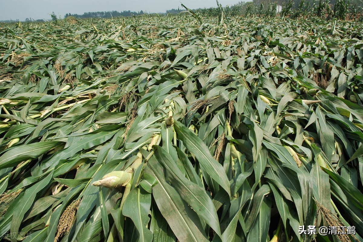种子质量标准包括哪些,种子质量有问题造成减产怎么处理