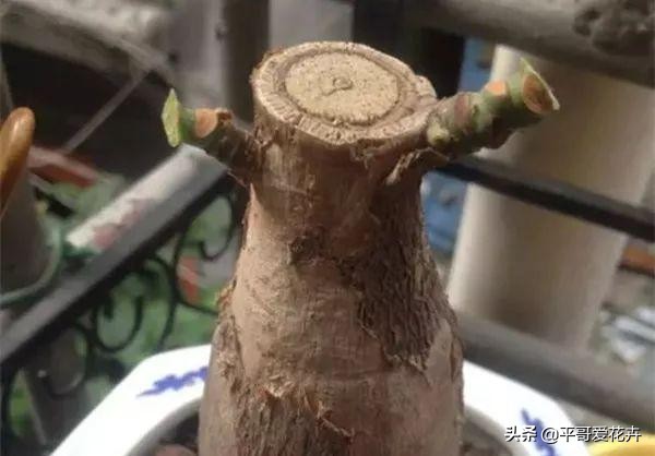 这3种花别碰,这3种花不要养