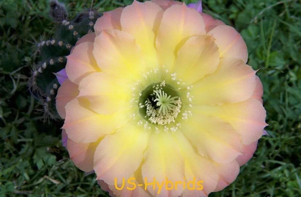 100种仙人球开花图鉴，平时丑丑的它们，开起花来，惊艳