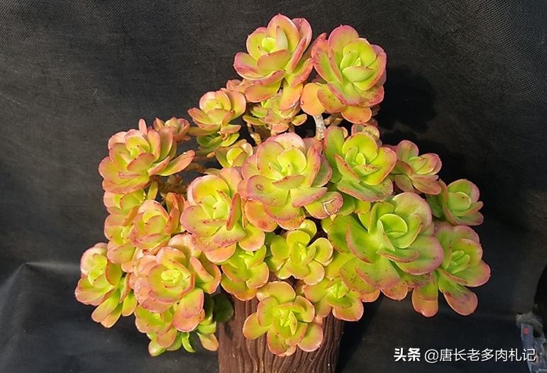 多肉红梅烂根怎么处理,多肉红梅徒长了怎么办