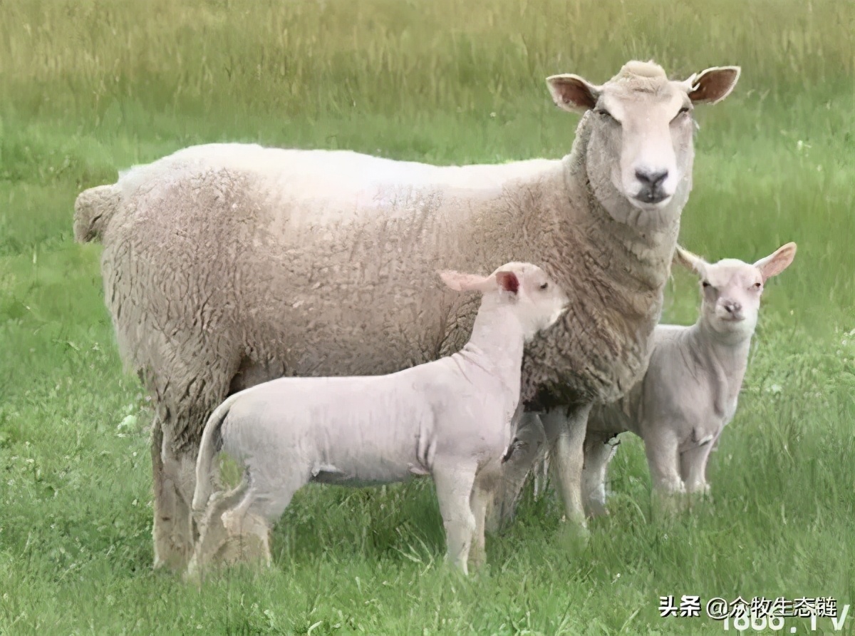 世界上最好的羊是哪个羊,世界最好的羊排名前十