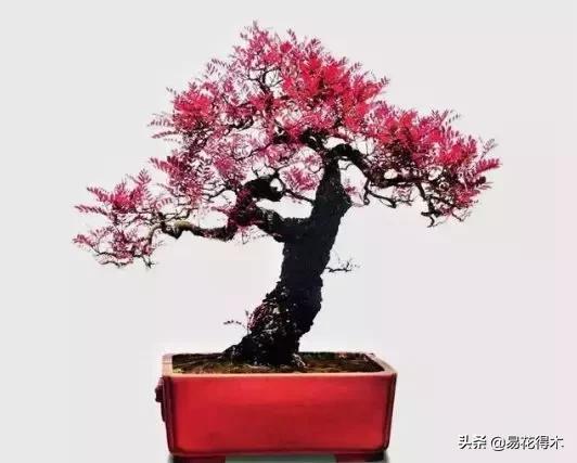 清香木黄叶掉叶是什么原因引起的,清香木盆景黄叶掉叶