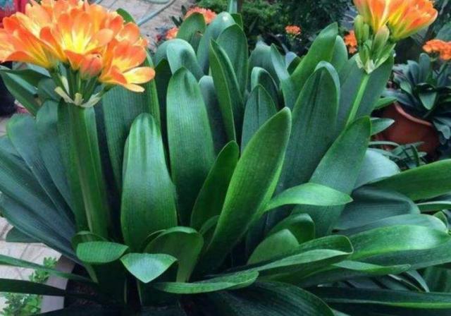 养花根太细是怎么回事,养花烂根是怎么回事