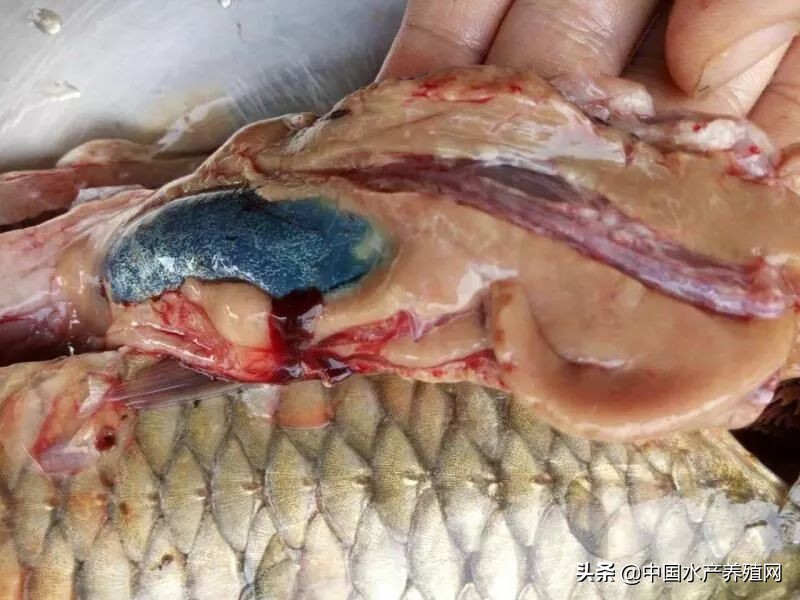 草鱼肝胆综合症最佳治疗方案,简述草鱼肝胆综合征的症状