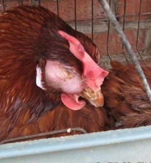 鸡眼肿有气泡怎么回事,鸡眼浮肿流泪睁不开如何治疗