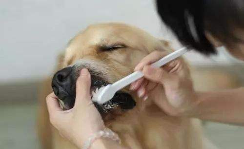 狗嘴溃烂臭怎么办,狗嘴溃疡怎么治疗