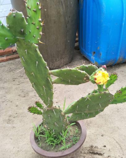 仙人掌长了黑斑怎么办,仙人掌起红斑点怎么治