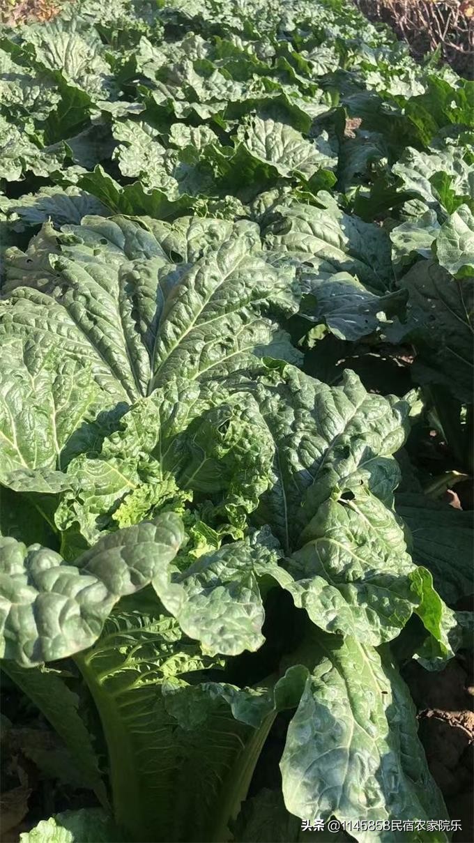 蓟县盘山玉环山庄,玉环山庄农家院