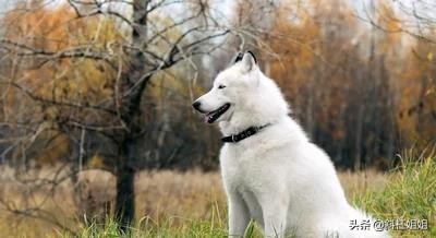 白色德牧和萨摩耶杂交犬,萨摩耶犬德牧