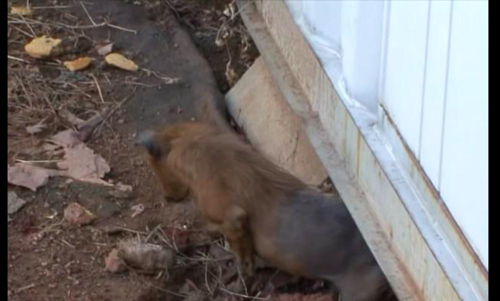 狗狗被烫掉毛了,狗狗被卖到宠物店了怎么办