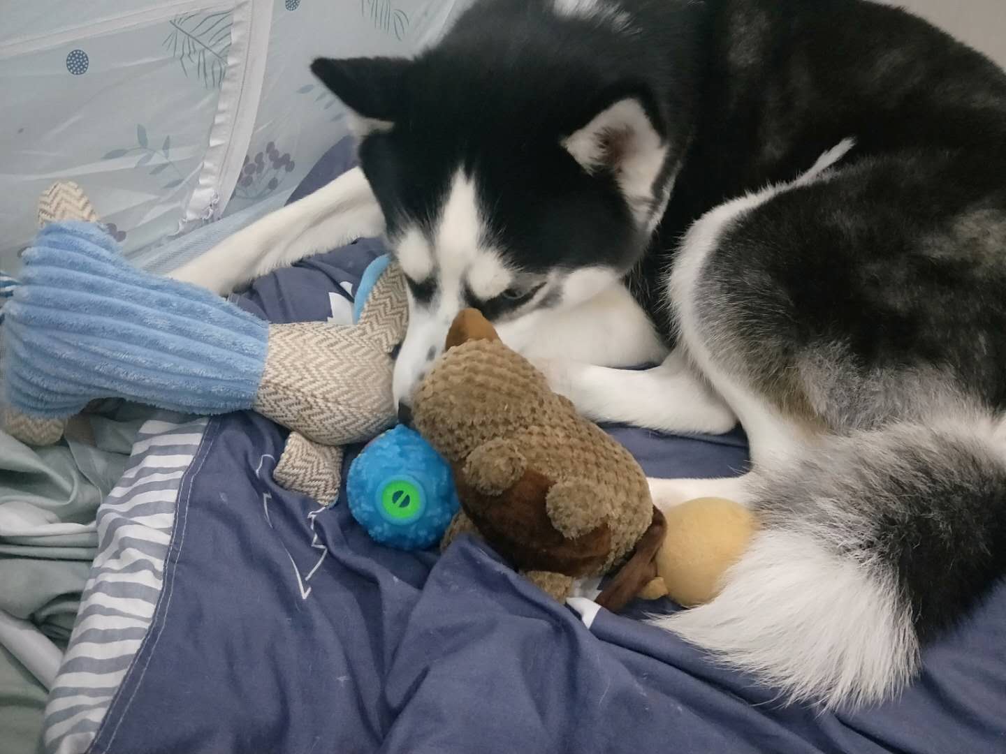 母狗没交配突然怀孕了？铲屎官表示操心啊。