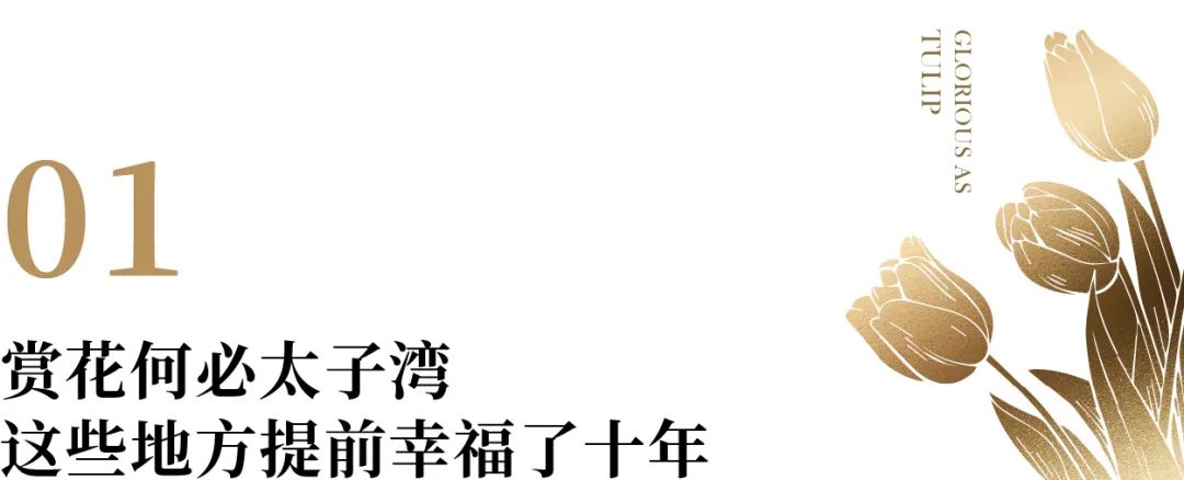 万株郁金香春天,一百万株郁金香