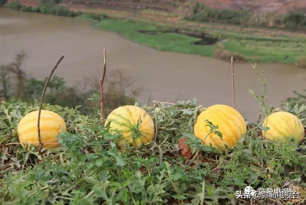 弥勒千亩西瓜熟了！黄心瓜、红心瓜、小香瓜…你喜欢哪种？