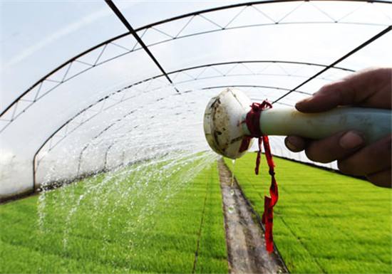 氰霜唑杀菌剂能防治水稻立枯病吗,水稻秧苗青枯病立枯病的补救措施