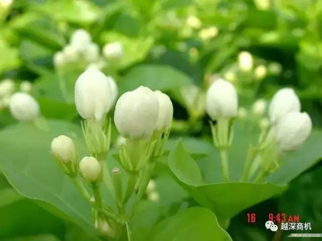 中国各大城市市花介绍,全国56市市花太美了的视频