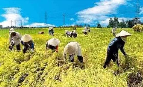 越南三大特产有哪些,越南特产大揭秘