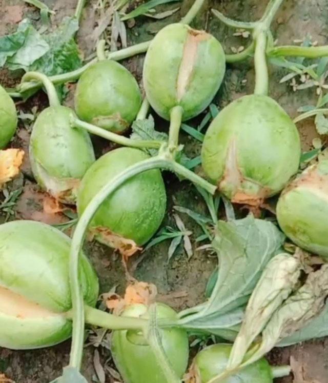 绿宝甜瓜授粉后幼瓜裂瓜怎么解决,绿宝瓜裂瓜怎么办