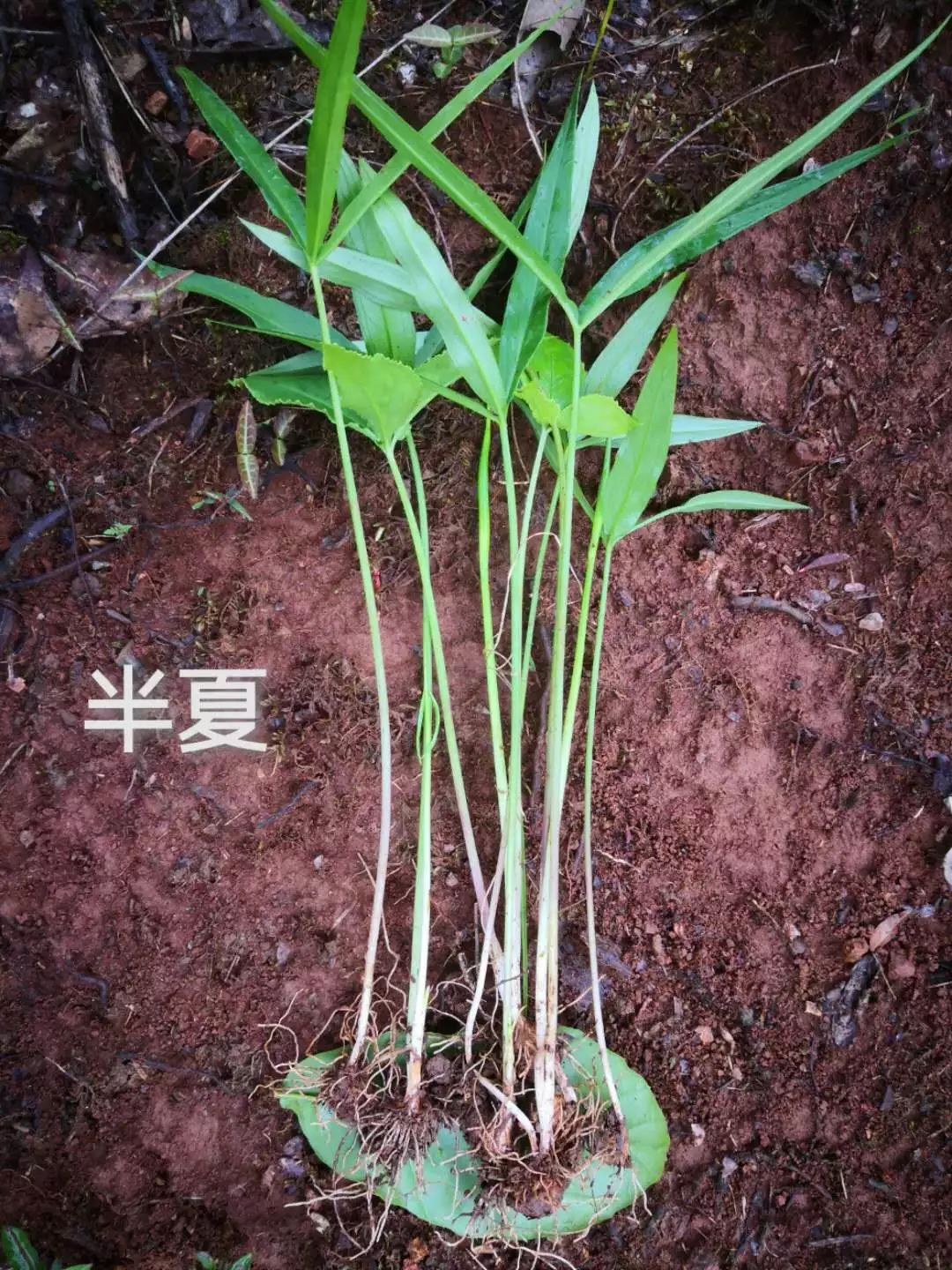 采药终南山,采药山
