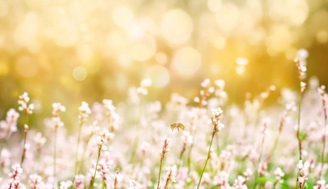 30个易错成语你用对了多少,50个容易读错的成语你读对了吗