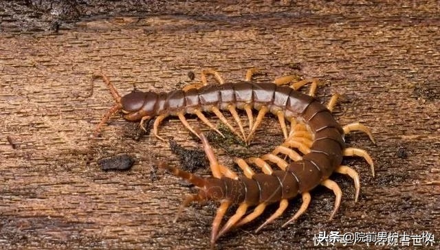 被蜈蚣咬伤注意3点,蜈蚣咬伤用什么草药