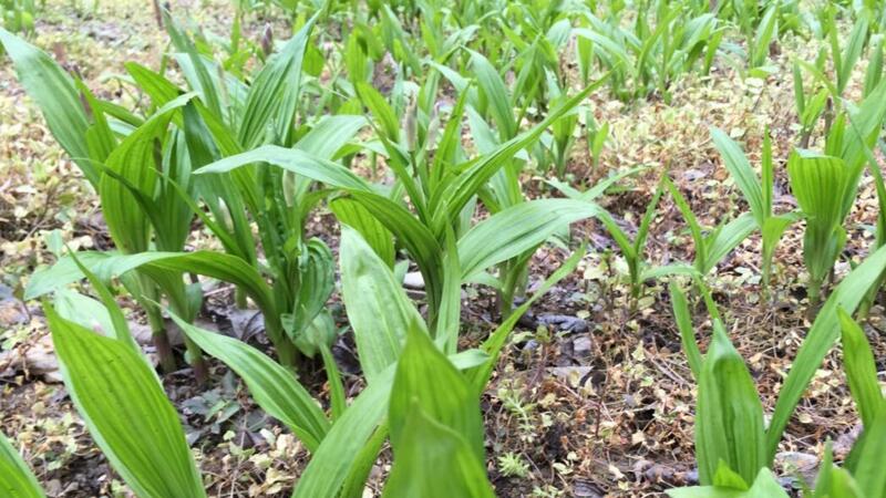 白芨种苗当前价格,白芨种苗价格多少一株