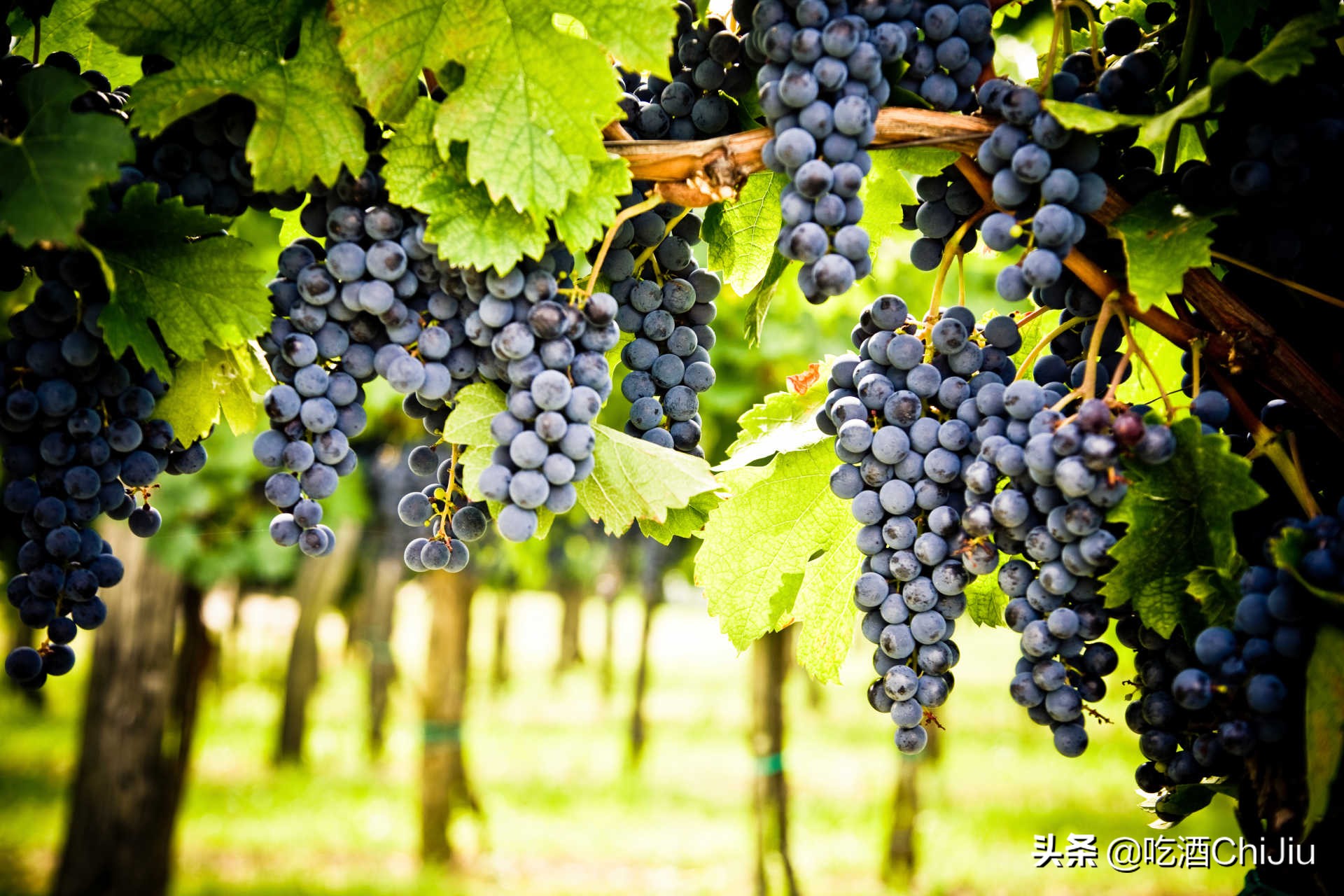 中国人喝葡萄酒,中国人喝的最多的茶