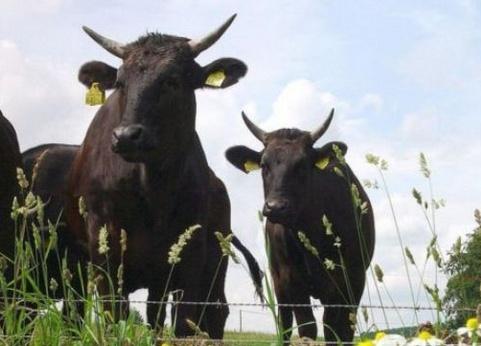 日本“国宝级精液”疑似流入中国，多年前流入澳洲就已经树敌了！