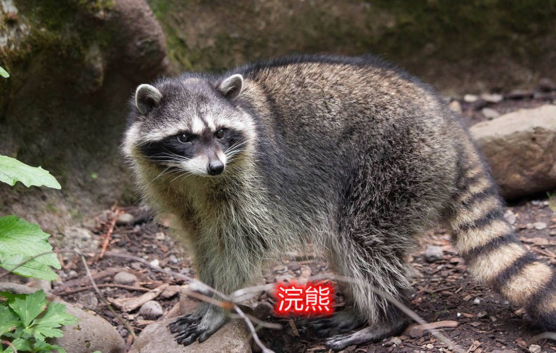 一只成年大熊猫一天能吃公斤竹子,大熊猫杂食性动物为什么只吃竹子