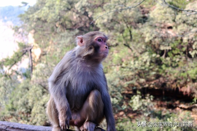 张家界森林公园亲子游攻略,张家界旅游攻略现在张家界气温