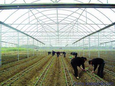 大白菜白斑病怎么消除,大白菜白斑病严重图