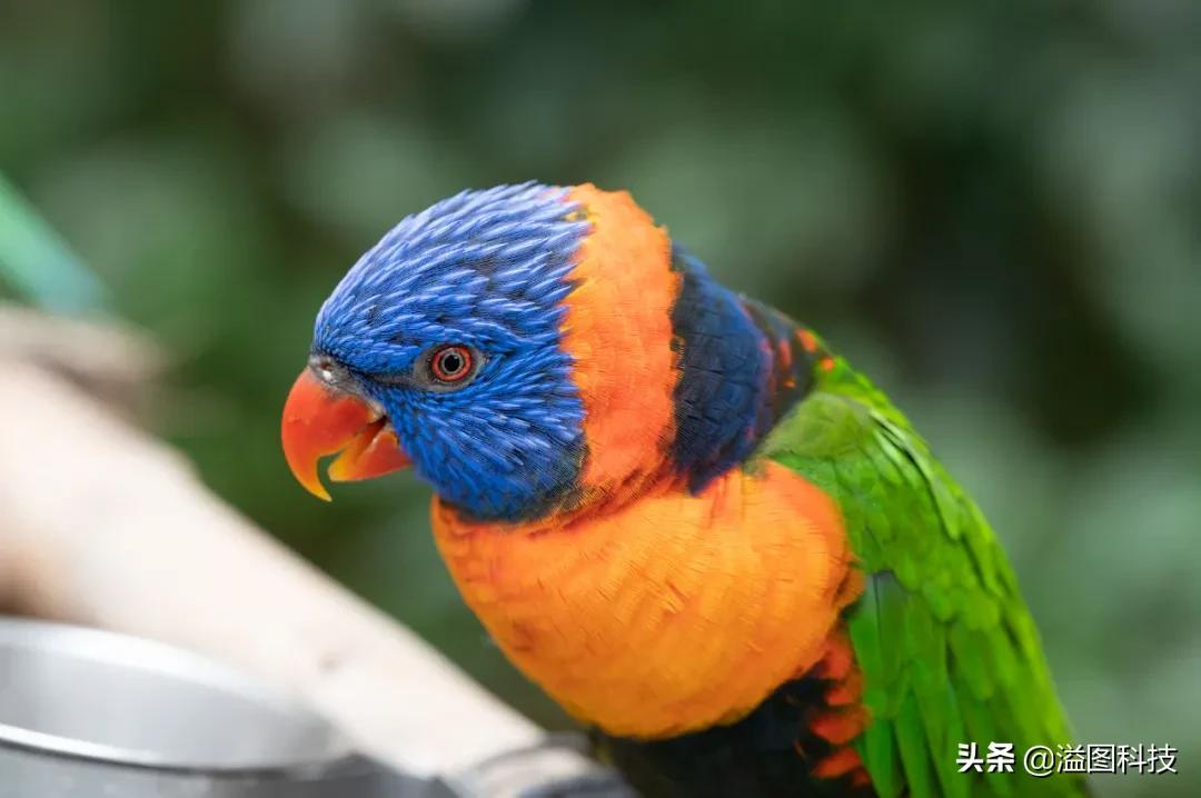 尼康z50mm2.8s微距,尼康z1052.8微距镜头