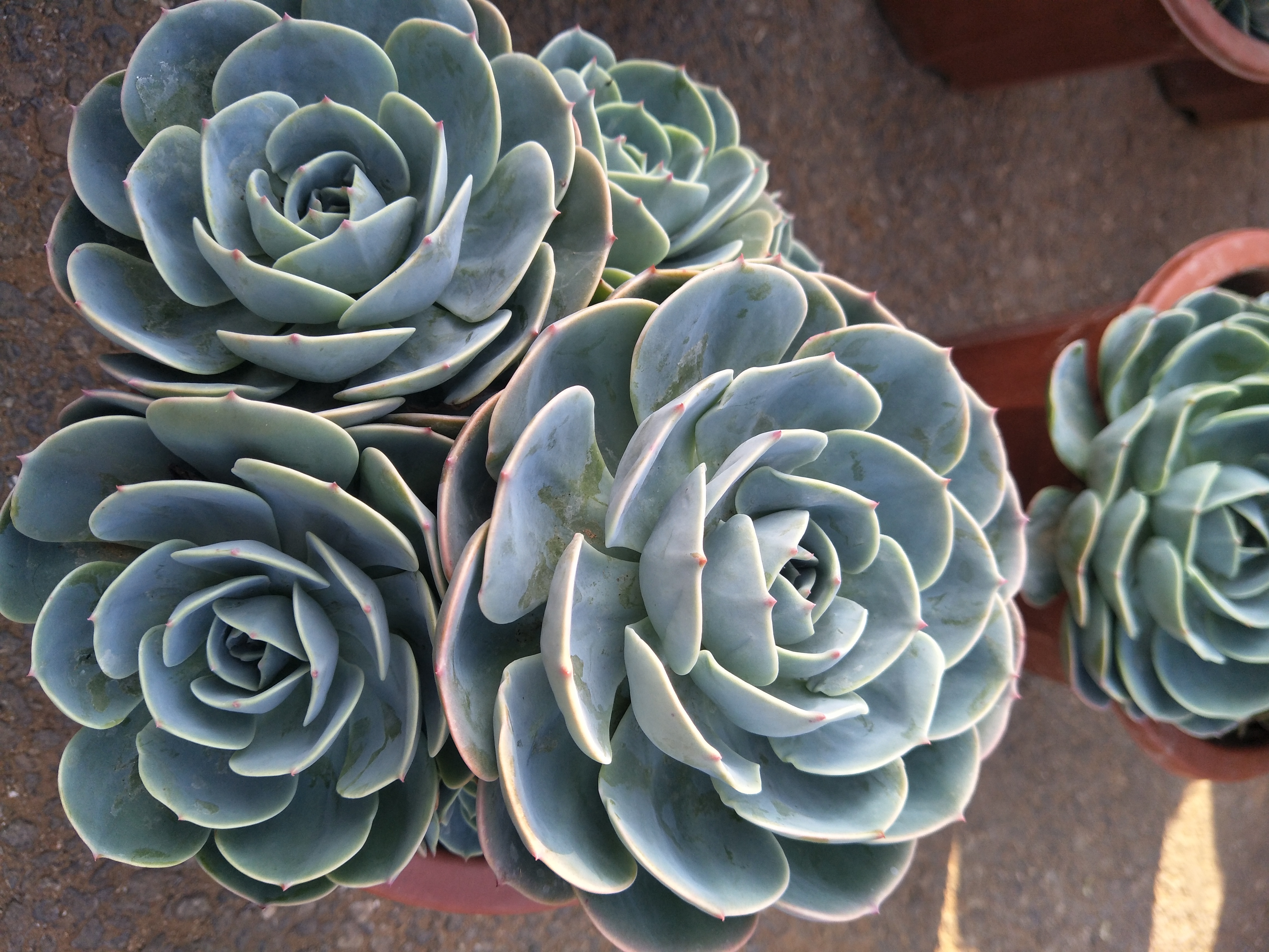 天热什么时候给花浇水好,为什么低温时少给花浇水