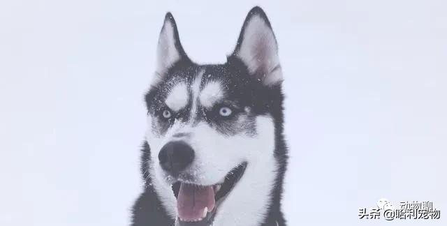 哈士奇粘鼠板,粘鼠板粘哈士奇