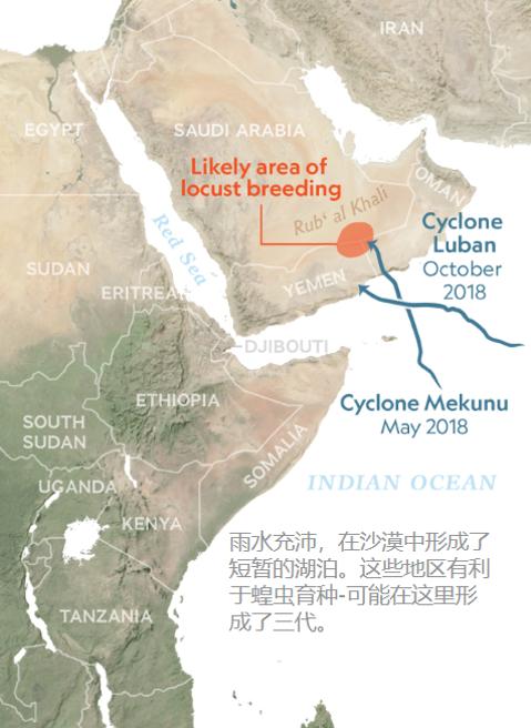 这次的蝗虫灾害为什么这么大,此次的蝗灾有多严重