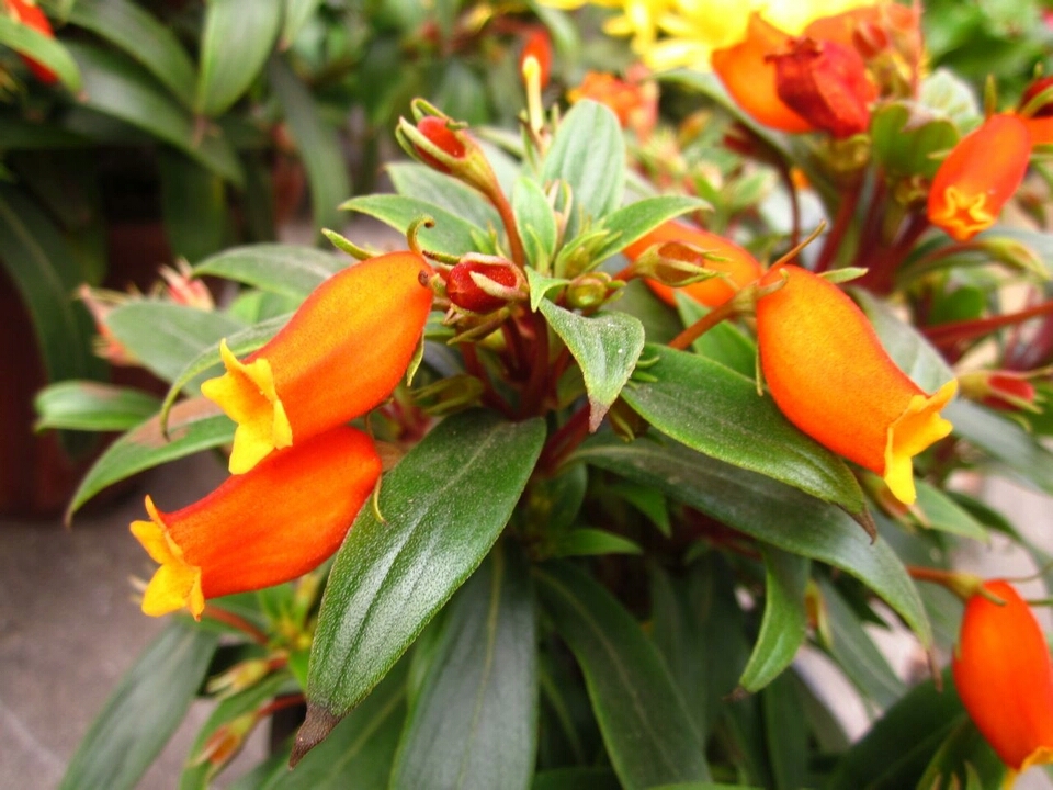 5月份刚上盆的阳台多肉怎么养护,多肉植物夏季养护问题讲解