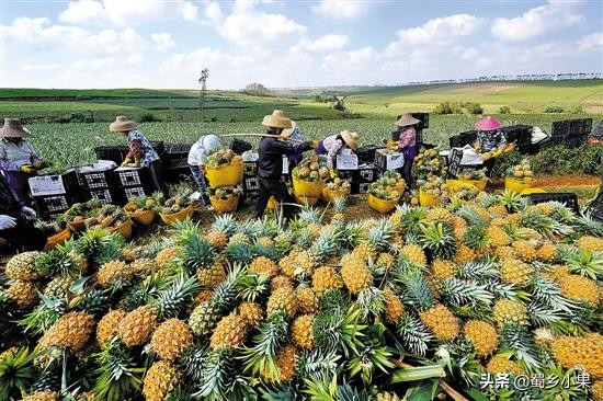 菠萝苗第二次结果怎么培育,怎么培育菠萝幼苗的