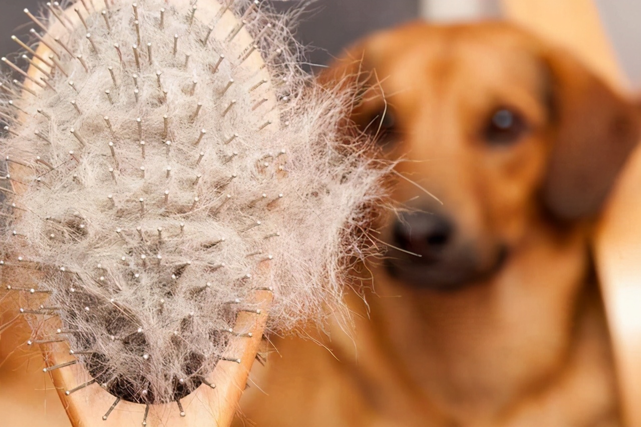 狗狗舔尿有血是什么原因,狗狗为什么喜欢舔其他狗狗的尿液