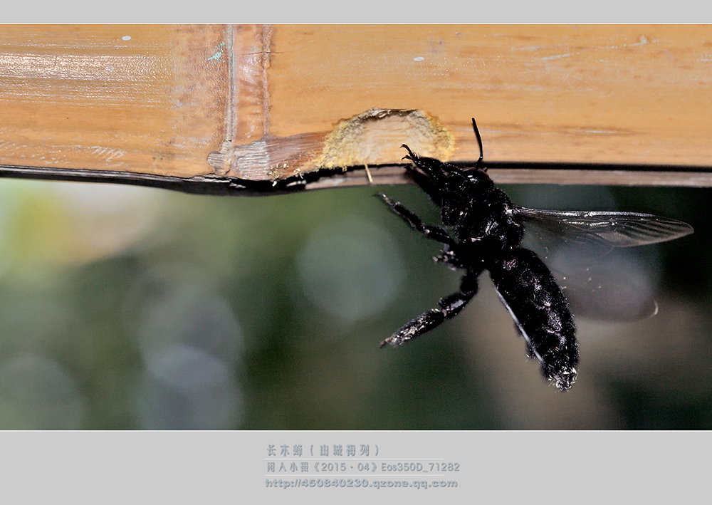 鎽勫奖绔瑰瓙鍥剧墖娆ｈ祻,鎽勫奖绔瑰瓙楂樻竻鍥剧墖
