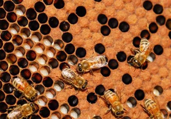 早知道早收益的小知识,蜜蜂养殖技术赚钱吗