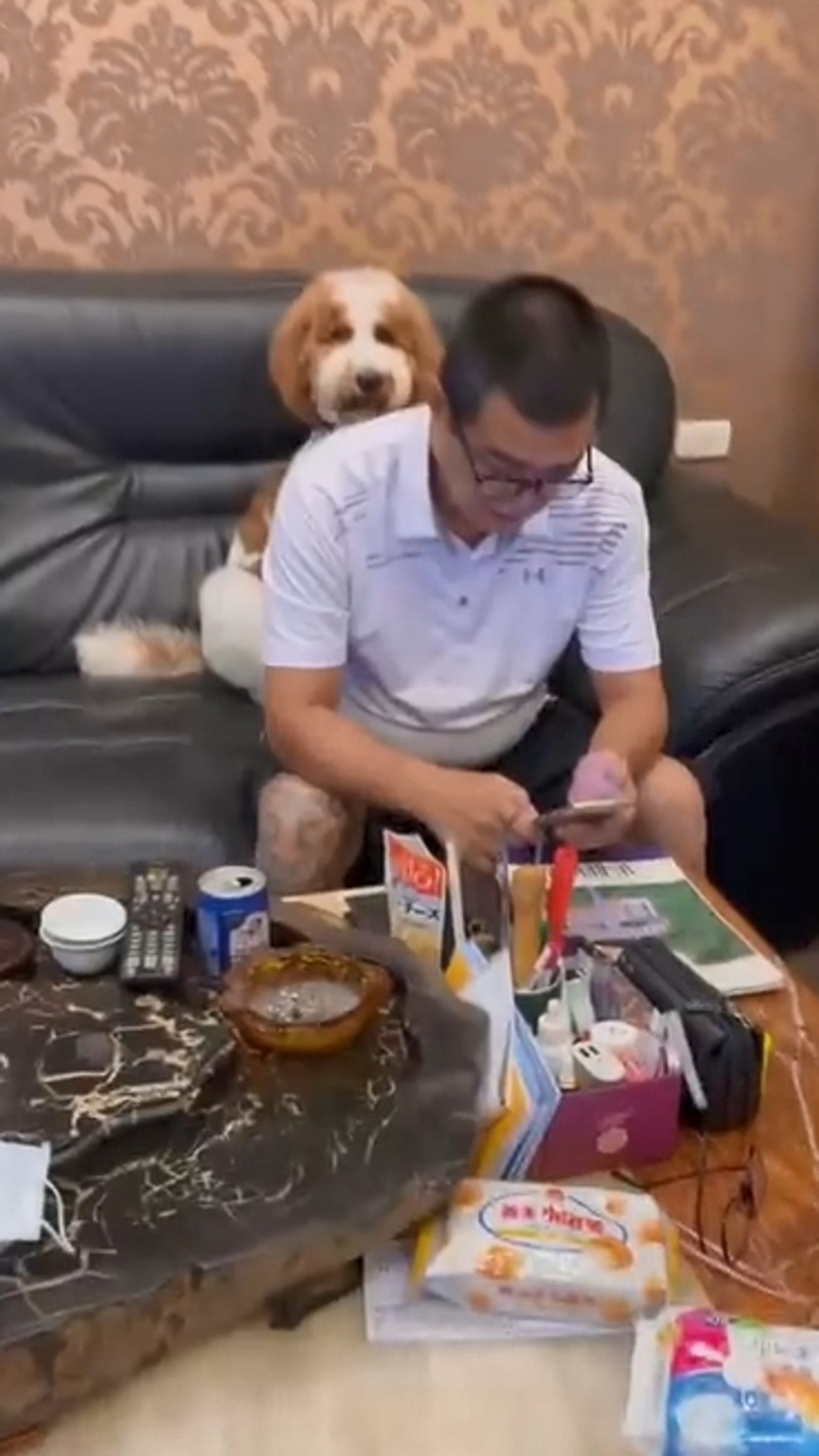 巨型贵宾犬发狂,巨型贵宾犬在家乱叫