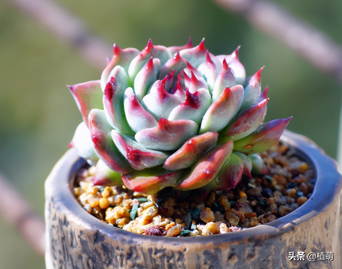 多肉吉娃娃单头多头哪个好看,多肉吉娃娃只有头没有根该怎么养