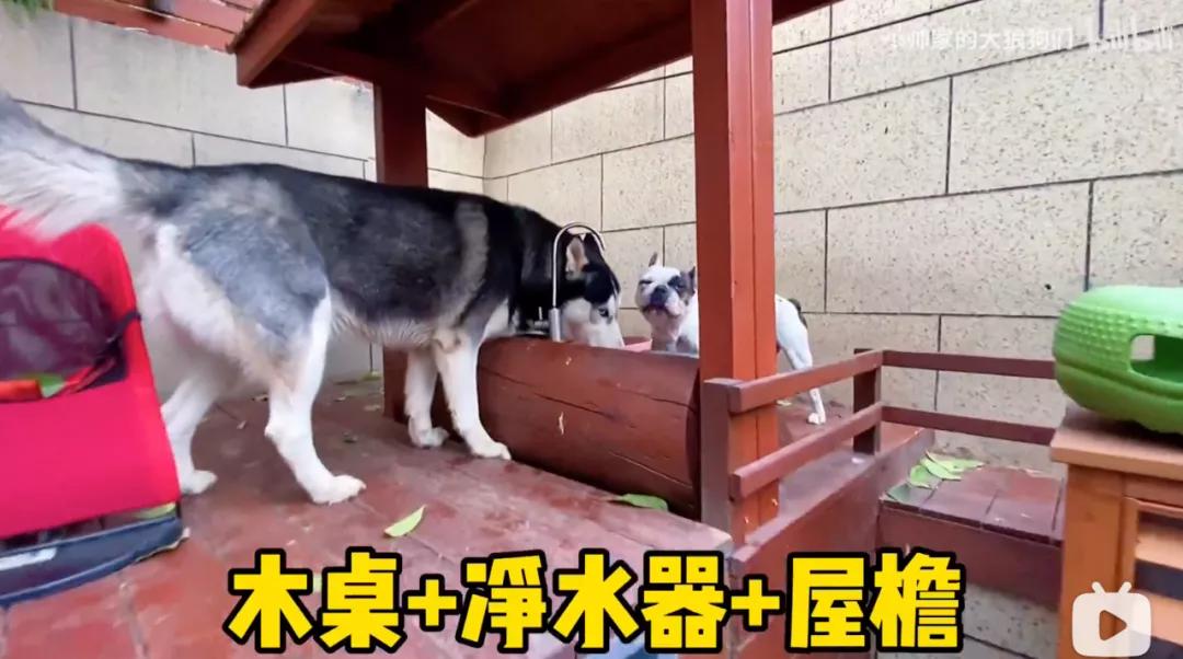 花三年建宠物乐园,花20万给狗打造乐园