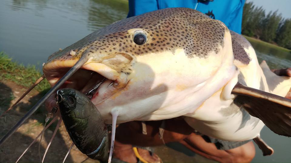 红尾鲶厉害吗,李大毛钓红尾鲶