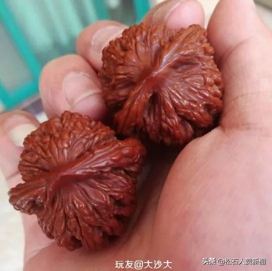 核桃树上的核桃可以盘吗,便宜的核桃能盘出效果吗