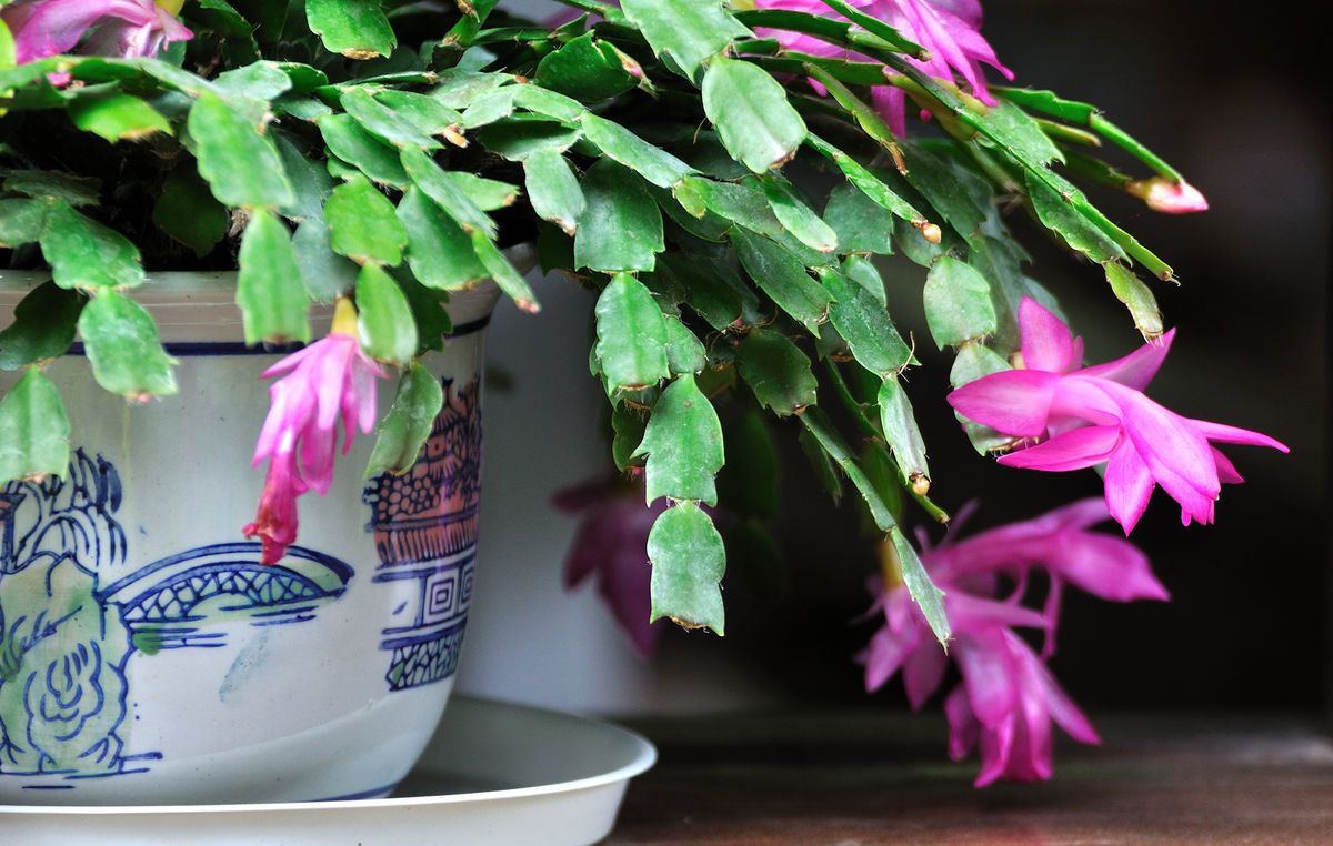 蟹爪兰叶片发黄怎么回事,蟹爪兰叶子发黑发蔫变软如何处理