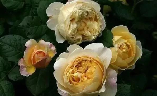 每天学习一点点花卉,100种常见玫瑰品种