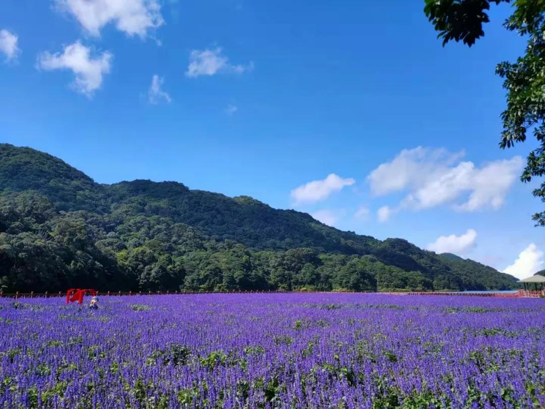广州花海最新视频,广州花海大片蔚为壮观