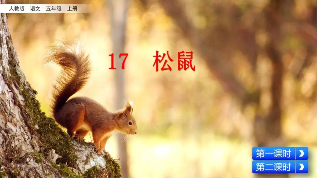 五年级语文第17课松鼠讲解,五年级上册第17课松鼠教材详解